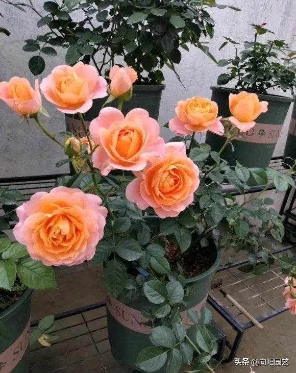 哪里有月季花苗批發(fā)的市場，哪里有月季花苗賣？