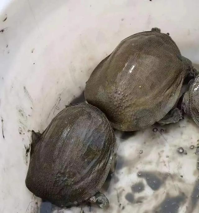 甲魚綜合批發(fā)求購信息，甲魚綜合批發(fā)求購信息網(wǎng)？