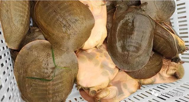 甲魚(yú)綜合批發(fā)求購(gòu)信息大全，甲魚(yú)綜合批發(fā)求購(gòu)信息最新？