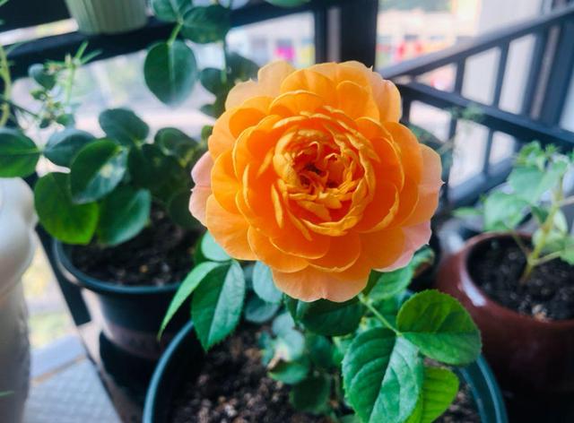 月季花種苗批發(fā)，月季花苗批發(fā)零售？