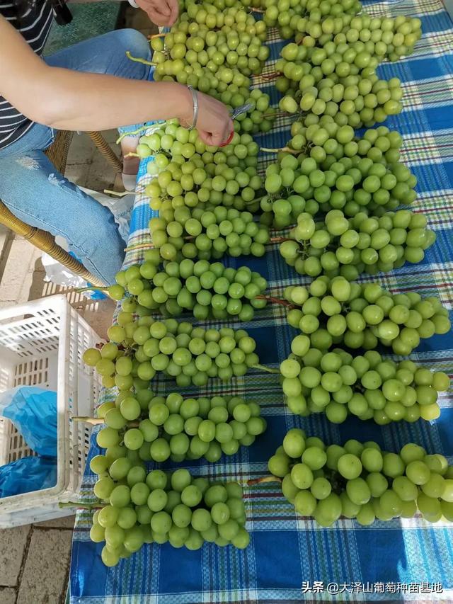 葡萄樹(shù)苗批發(fā)基地，新品種葡萄苗批發(fā)基地？