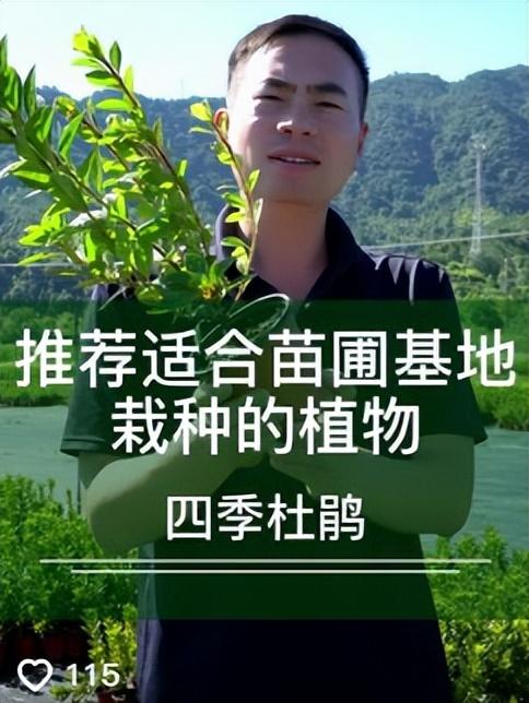 哪里批發(fā)月季苗最便宜，哪里批發(fā)月季苗最便宜的？