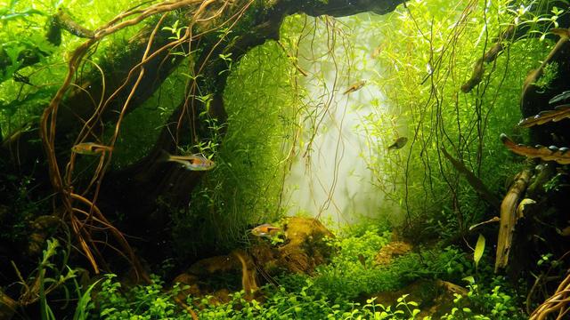 大型魚(yú)缸批發(fā)市場(chǎng)，觀賞魚(yú)魚(yú)缸批發(fā)最便宜？