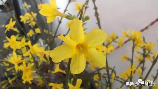 黑膏藥批發(fā)膏藥加工，黑膏藥批發(fā)膏藥加工0320？
