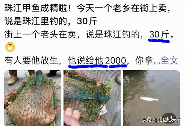 甲魚批發(fā)網(wǎng)，甲魚批發(fā)商？