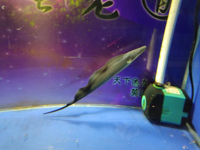 觀賞魚魚缸批發(fā)市場，觀賞魚缸批發(fā)價格？