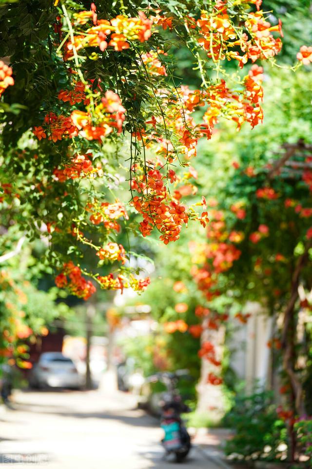 實(shí)木花架批發(fā)廠家直銷，實(shí)木花架批發(fā)廠家直銷電話？