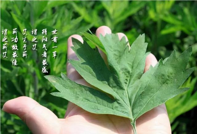 批發(fā)艾條，批發(fā)艾條廠家？