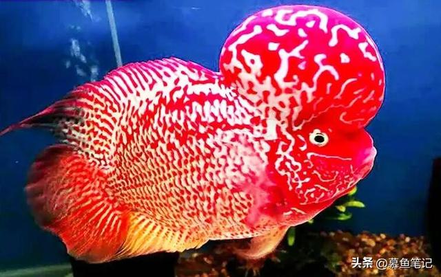 觀賞魚魚缸批發(fā)市場(chǎng)，觀賞魚缸批發(fā)價(jià)格？