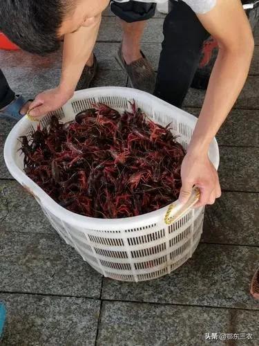 小龍蝦哪里批發(fā)最便宜電話號(hào)碼，那里小龍蝦批發(fā)便宜？