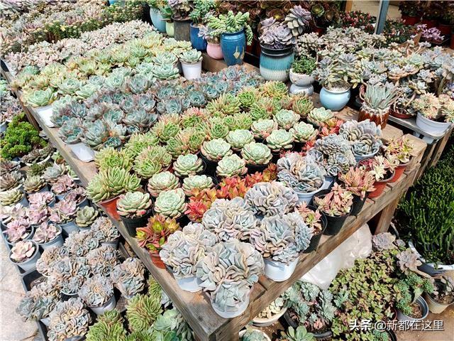 廣州花卉市場批發(fā)在哪里進，廣州花卉市場批發(fā)在哪里賣？