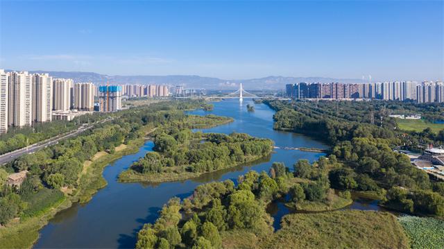 月季苗批發(fā)基地，月季種苗基地？