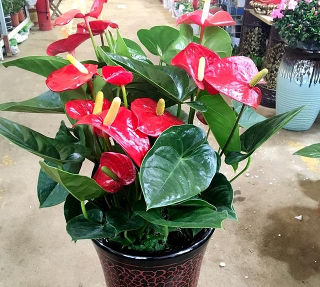 假花仿真花批發(fā)市場(chǎng)，西安假花仿真花批發(fā)市場(chǎng)？