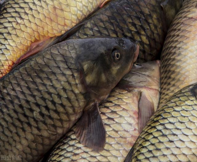 魚苗去哪里批發(fā)，附近哪有魚苗批發(fā)的？