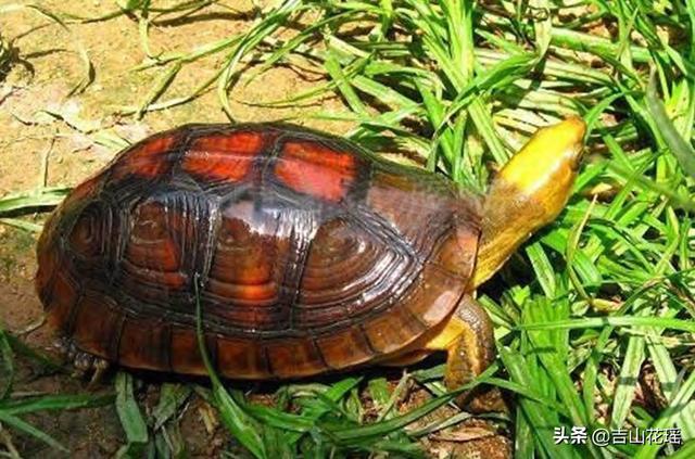 甲魚(yú)批發(fā)哪里最便宜，甲魚(yú)批發(fā)哪里最便宜浙江??？