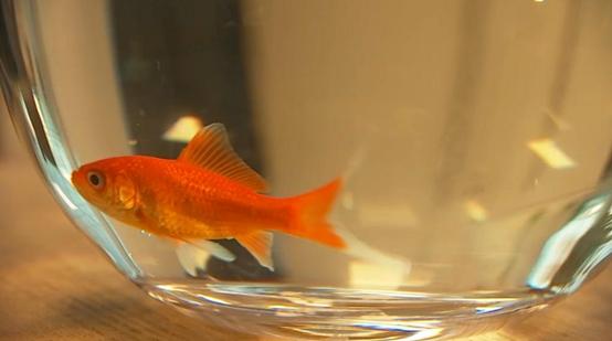 觀賞魚(yú)魚(yú)缸批發(fā)市場(chǎng)，觀賞魚(yú)缸批發(fā)價(jià)格？