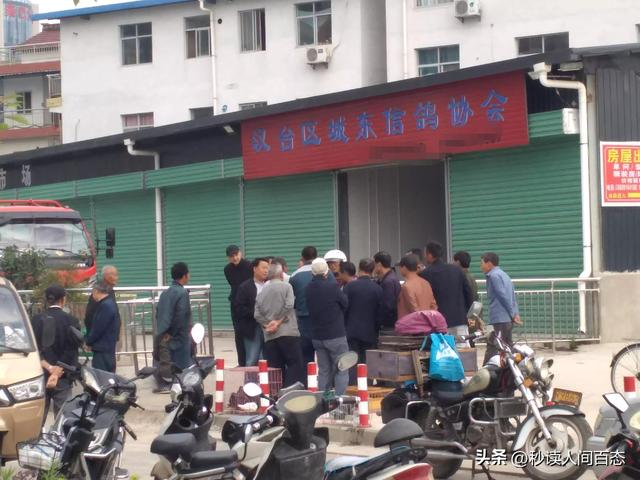 哪有鴿子賣，鴿子在哪里賣？