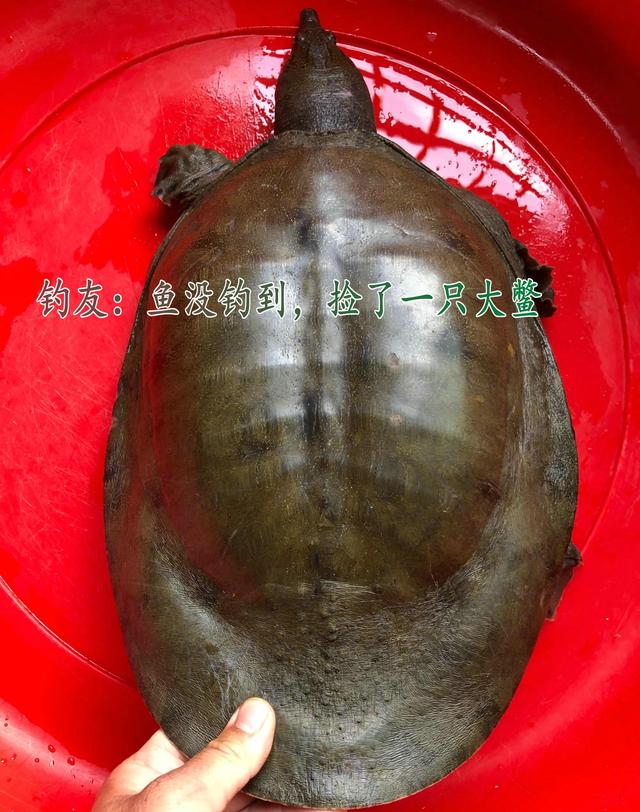 甲魚哪里買的最好，甲魚批發(fā)價(jià)多少錢一只？