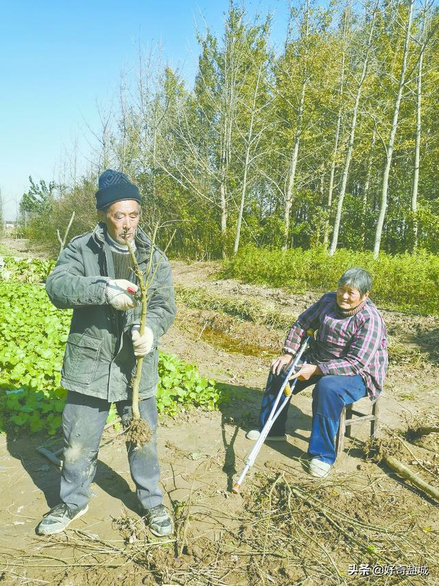 果樹苗批發(fā)基地三年苗各種苗大全櫻花，果樹苗批發(fā)基地三年苗各種苗大全廣西靈山？