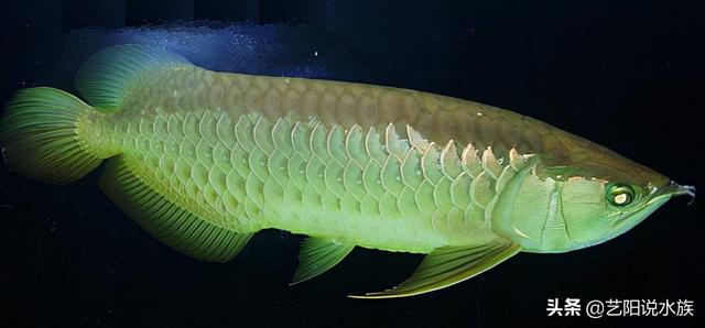 龍魚(yú)苗多少錢(qián)，龍魚(yú)魚(yú)苗哪里批發(fā)？