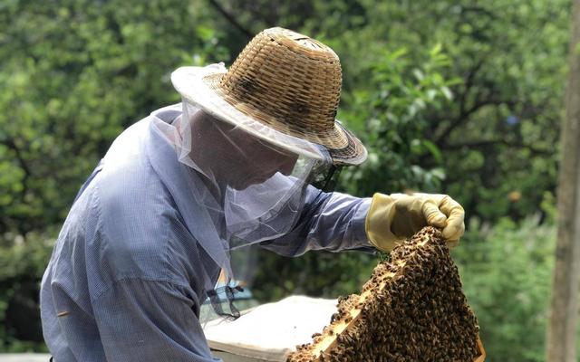 蜂箱批發(fā)30元兩頭開蜂箱多少錢，買蜂箱價格買蜂箱批發(fā)？