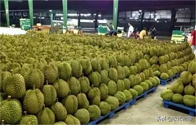 榴蓮批發(fā)市場進貨渠道2021，榴蓮批發(fā)市場進貨渠道沈陽？