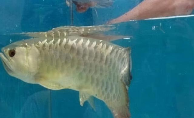 龍魚苗多少錢一條，龍魚幼苗多少錢一條？