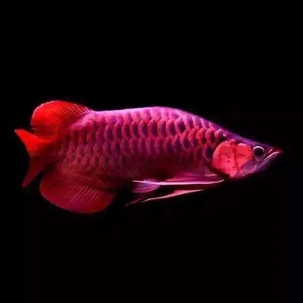 龍魚魚苗批發(fā)600一條，龍魚魚苗批發(fā)600一條多少錢？