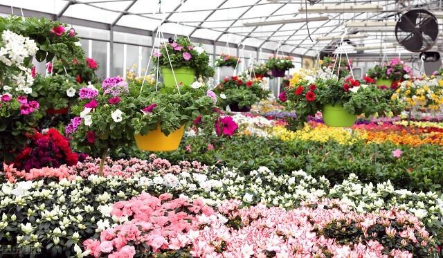 塑料花盆批發(fā)價(jià)格最低，哪有批發(fā)塑料花盆的？