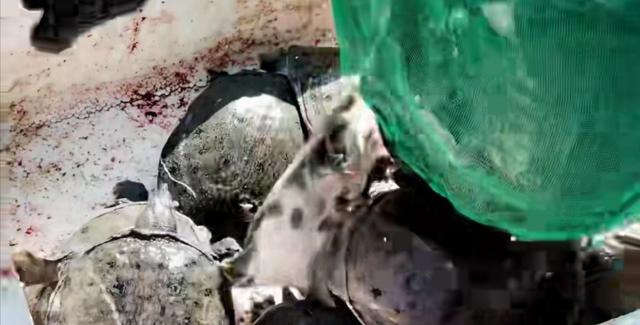 甲魚一般哪里有賣，甲魚批發(fā)多少錢一斤？