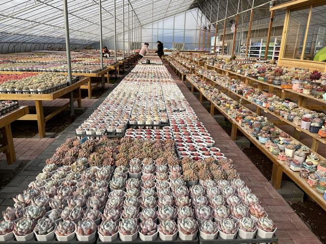徐州花卉綠植批發(fā)基地，徐州花卉綠植批發(fā)基地營業(yè)時間？