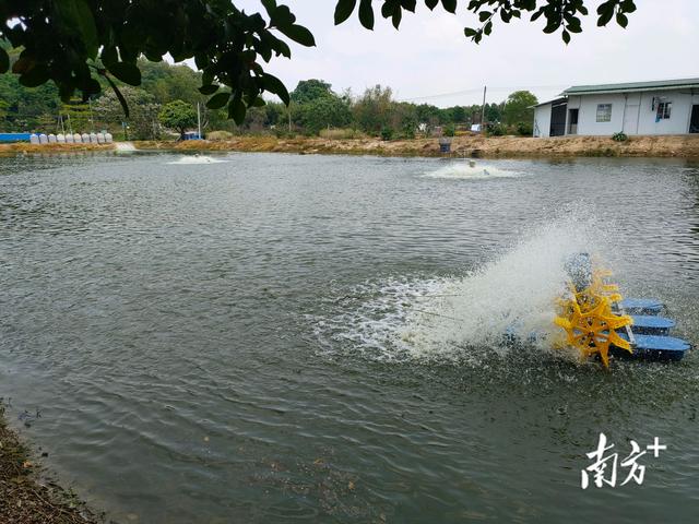 活魚批發(fā)從哪里進(jìn)貨便宜，活魚批發(fā)從哪里進(jìn)貨便宜江蘇??？