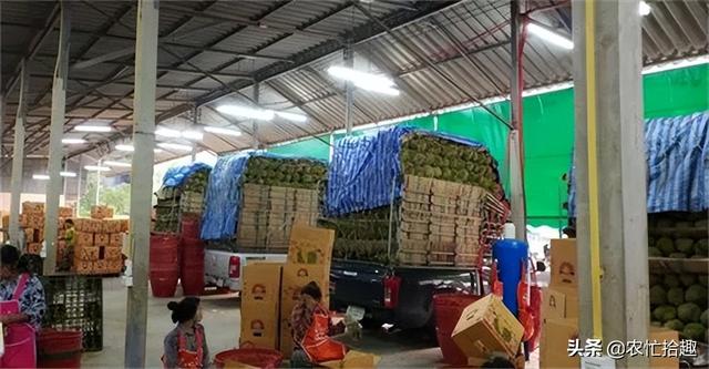 泰國榴蓮批發(fā)市場進(jìn)貨渠道，泰國榴蓮批發(fā)市場進(jìn)貨渠道圖片？