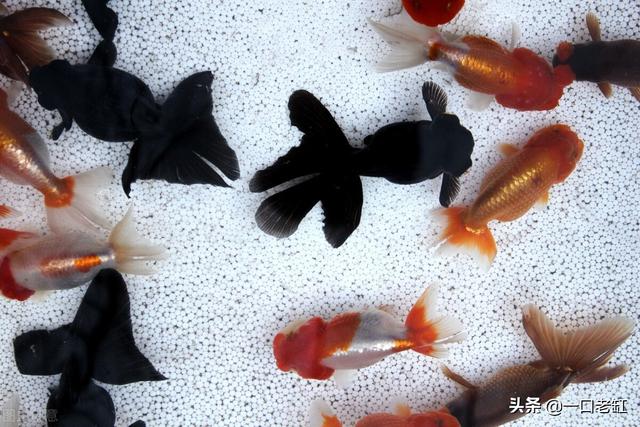 新手開水族店怎么進(jìn)貨視頻，新手開水族店怎么進(jìn)貨視頻教程？
