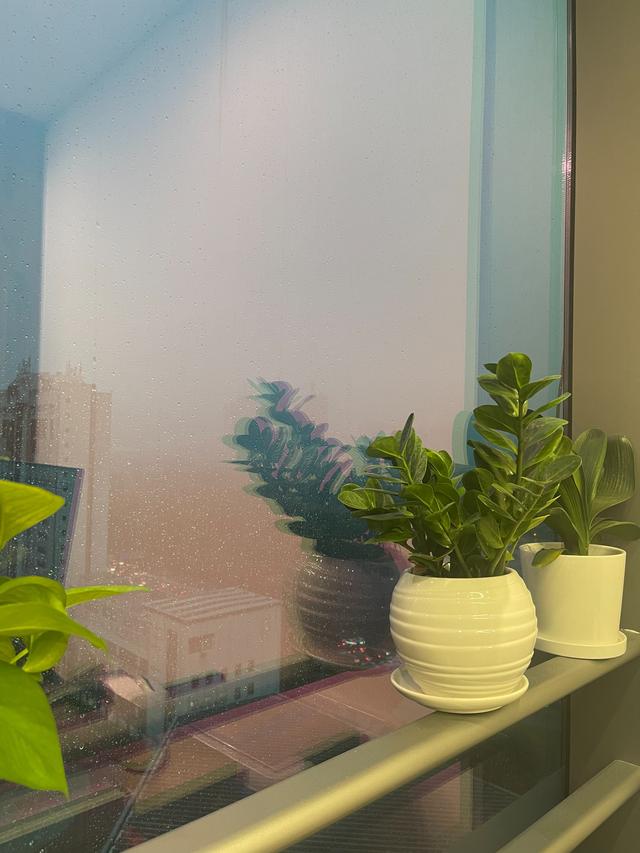 金代理的秘密半血族_第一季__啵樂_-_腐味滿滿，金代理的秘密又名半血族啵樂？