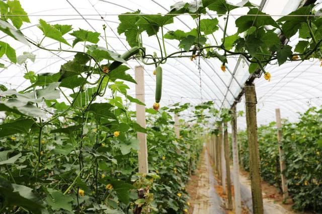 大量蔬菜怎樣找銷售渠道呢，大量蔬菜怎樣找銷售渠道呢視頻？