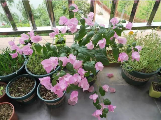 廣州花卉批發(fā)市場(chǎng)進(jìn)貨渠道，廣州花卉批發(fā)市場(chǎng)進(jìn)貨渠道有哪些？