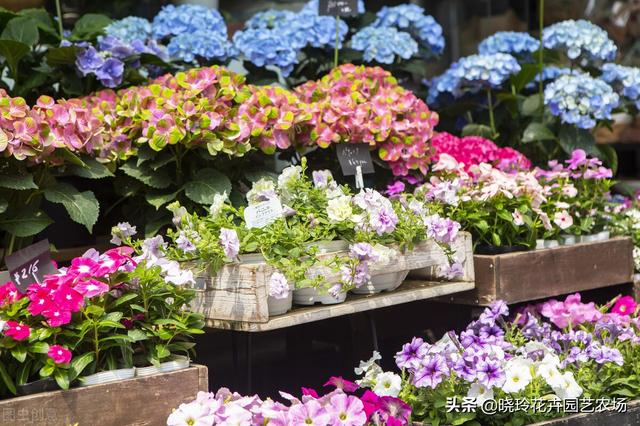 附近綠植批發(fā)基地電話，綠植批發(fā)基地在哪？