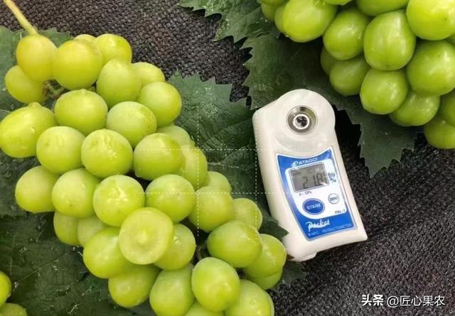 果樹苗批發(fā)基地三年苗各種苗大全價格，果樹苗批發(fā)基地三年苗各種苗大全櫻花？