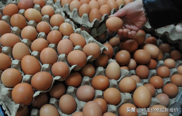 重慶雞蛋批發(fā)哪里最便宜，重慶雞蛋批發(fā)哪里最便宜的？