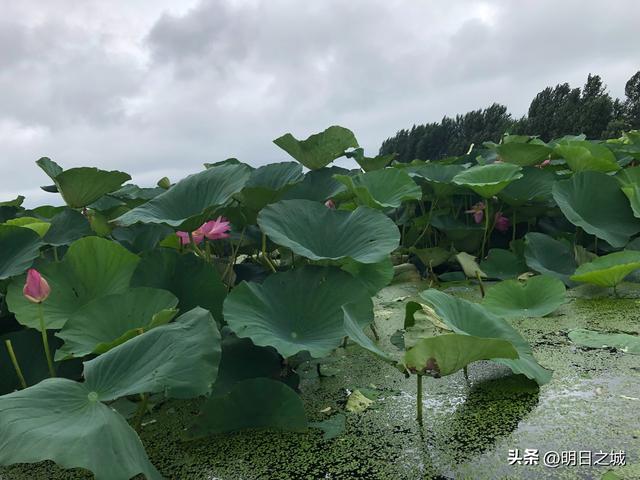 陶瓷批發(fā)市場(chǎng)在哪個(gè)地方最便宜的呢，陶瓷批發(fā)哪里最便宜？