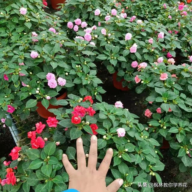 便宜花盆批發(fā)基地在哪里，便宜花盆批發(fā)基地在哪里有？