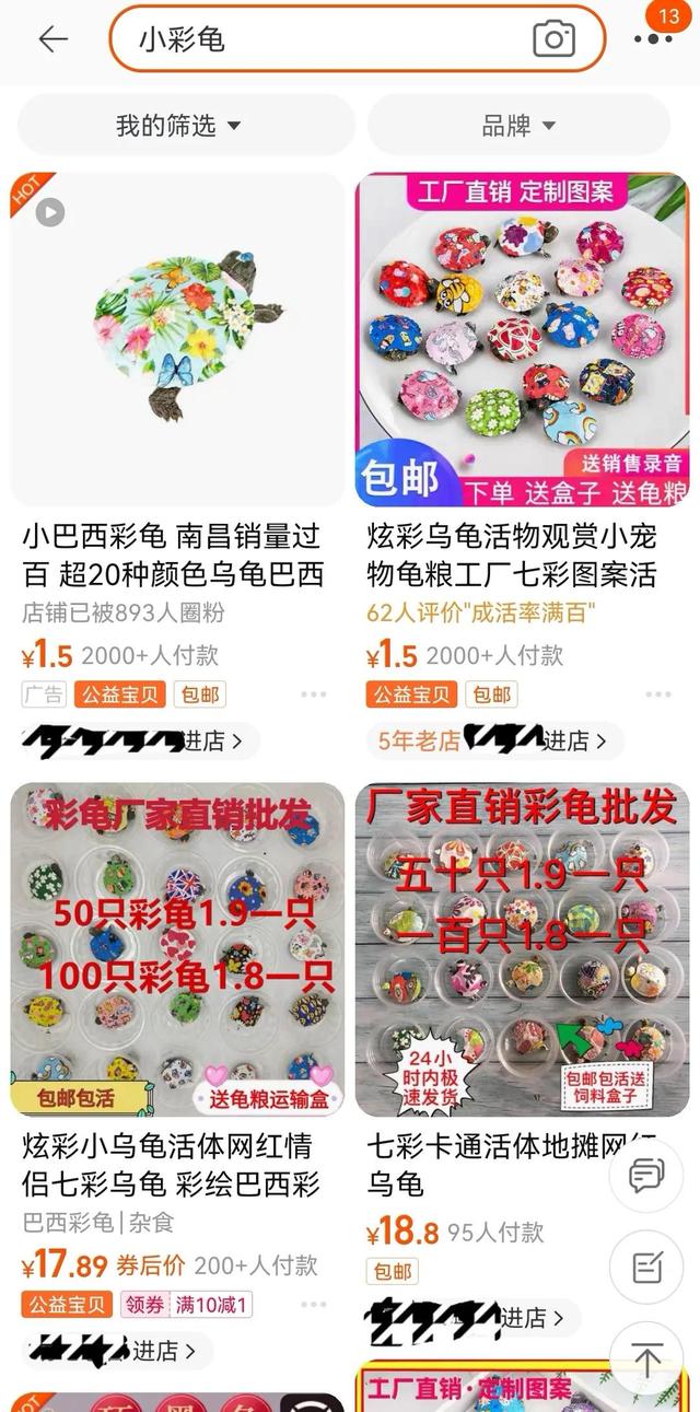 地?cái)偵腺I的小彩龜要怎么養(yǎng)活，地?cái)偵腺I的小彩龜要怎么養(yǎng)活呢？