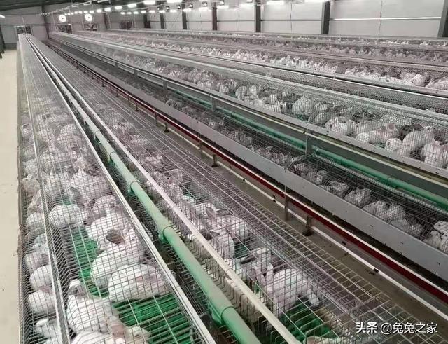 10塊一只兔子批發(fā)哪里有，批發(fā)兔子多少錢一只？