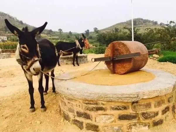 驢肉市場價格多少錢一斤，驢肉驢肉多少錢一斤？