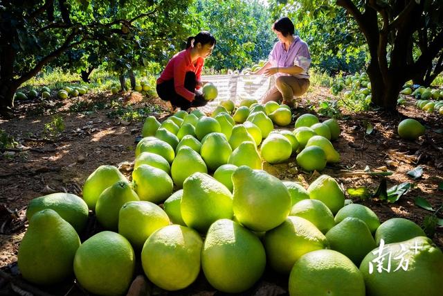 柚子聯(lián)盟代理平臺(tái)，柚子聯(lián)盟代理平臺(tái)官網(wǎng)？