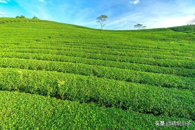 賣茶葉在抖音里算什么領(lǐng)域，抖音茶葉銷售第一？