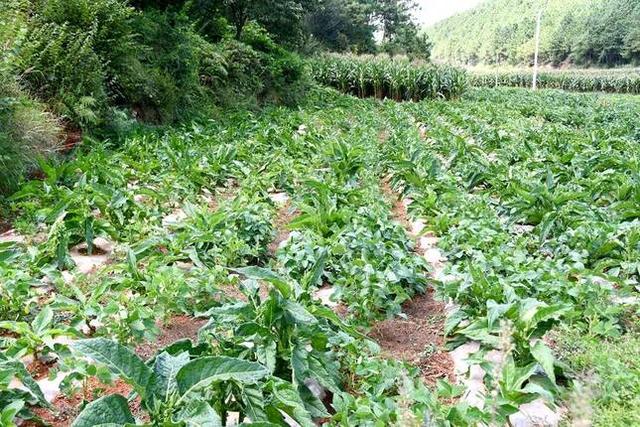 夾皮溝旱煙多少錢一斤，東北夾皮溝旱煙多少錢一斤？