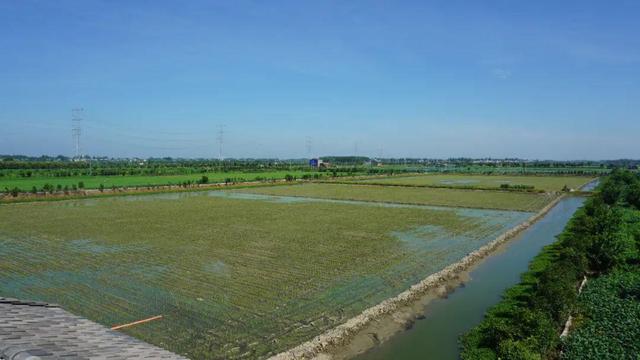 湖北潛江龍蝦批發(fā)市場電話，湖北潛江龍蝦批發(fā)市場電話號碼？
