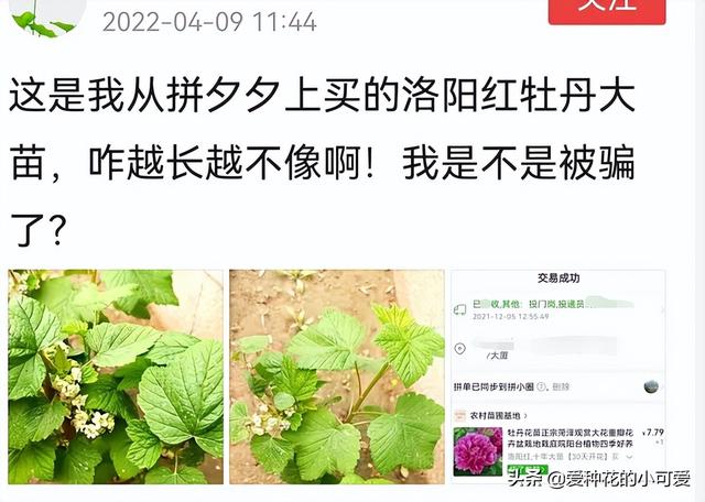 牡丹花苗批發(fā)價格，牡丹花苗批發(fā)價格淘寶？